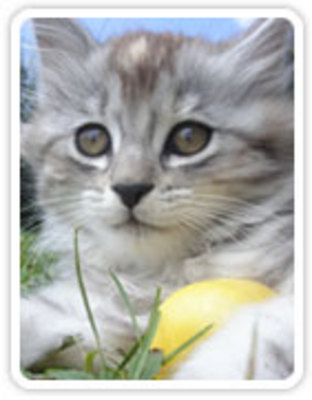 Product picture Adobe