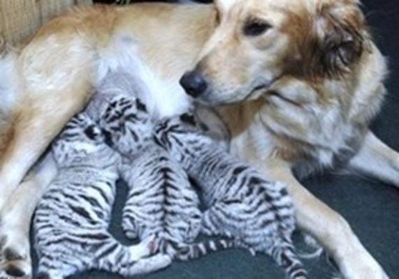 Product picture Adobe