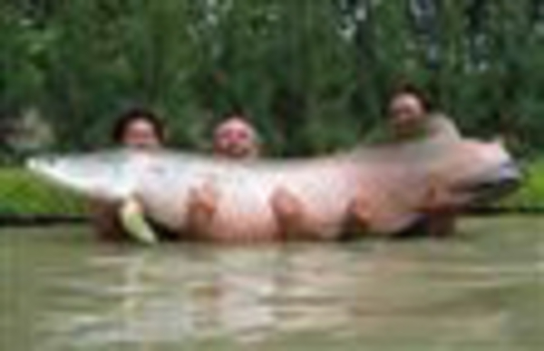 Product picture Adobe