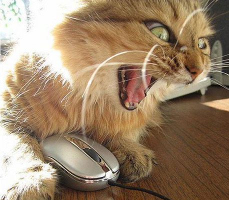 Product picture Adobe