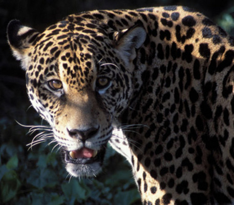 Product picture Adobe